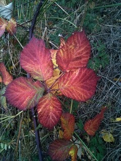 Foliage at Fort Ward State Park on Bainbridge Island. Foliage at Fort Ward State Park on Bainbridge Island.