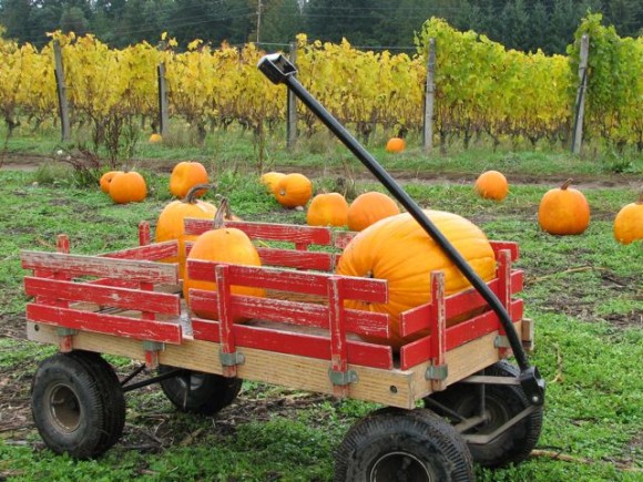 Sunny Farms Pumpkin Patch Sequim