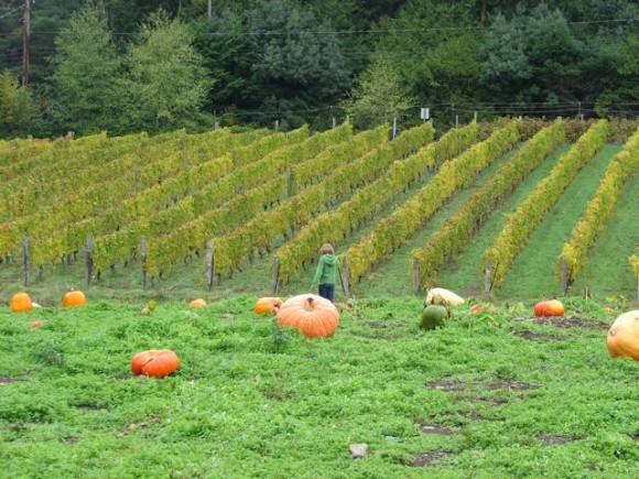Pumpkin Patch locations on Bainbridge Island Pumpkin Patch locations on Bainbridge Island