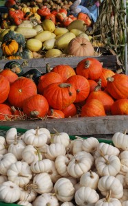 Suyematsu Pumpkin Patch on Bainbridge Island Things to do on Bainbrige in October. Suyematsu Pumpkin Patch on Bainbridge Island.