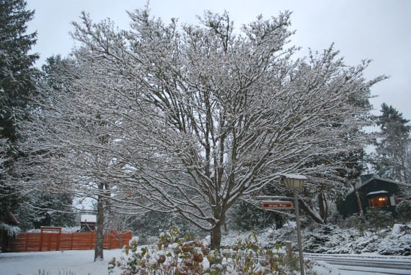 Snovember on Bainbridge Island 2010. Snovember on Bainbridge Island.