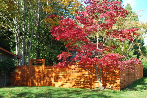 DSC_0468 We love our new cedar fence.