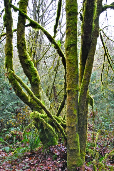Glowing Moss on the trees at IslandWood on Bainbridge Island - Jen Pells Glowing Moss on the trees at IslandWood on Bainbridge Island - Jen Pells