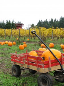 Suyematsu Pumpkin Patch on Bainbridge Island Suyematsu Pumpkin Patch on Bainbridge Island