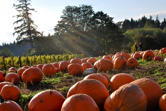 Fall on Bainbridge Island | by Jen Pells Windermere Realtor Fall on Bainbridge Island | by Jen Pells Windermere Realtor