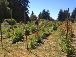 Bainbridge Island Real Estate Market 2014