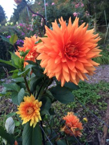 Where to find pumpkins in Kitsap County.